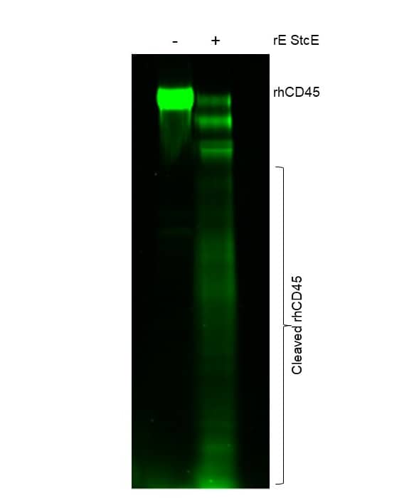 Recombinant Human CD45 Protein, CF (1430-CD) was first cleaved using Recombinant E. coli StcE (Cat # 11406-MP). Following cleavage, Recombinant C. perfringens Neuraminidase Protein, CF (5080-NM) was used to remove intact Sialic Acid. O-glycans were then labeled using Recombinant Human ST3GAL2 Protein, CF (7275-GT) and CMP-Cy3-Sialic Acid (ES402). Samples were then run on a SDS-PAGE gel and imaged using the green fluorescent channel. 