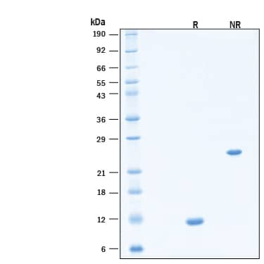 2 μg/lane of Recombinant Human TGF‑ beta 1 (CHO-Expressed) Protein (Catalog # 11409-BH) was resolved with SDS-PAGE under reducing (R) and non-reducing (NR) conditions and visualized by Coomassie® Blue staining, showing bands at 12 kDa, under reducing conditions & 24 kDa under non-reducing conditions.