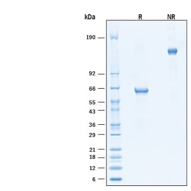 2 μg/lane of Recombinant Cynomolgus Monkey LILRB4/CD85k/ILT3 Fc Chimera Protein (Catalog # 11420-T4) was resolved with SDS-PAGE under reducing (R) and non-reducing (NR) conditions and visualized by Coomassie® Blue staining, showing bands at 55-66 kDa and 110-130 kDa, respectively.