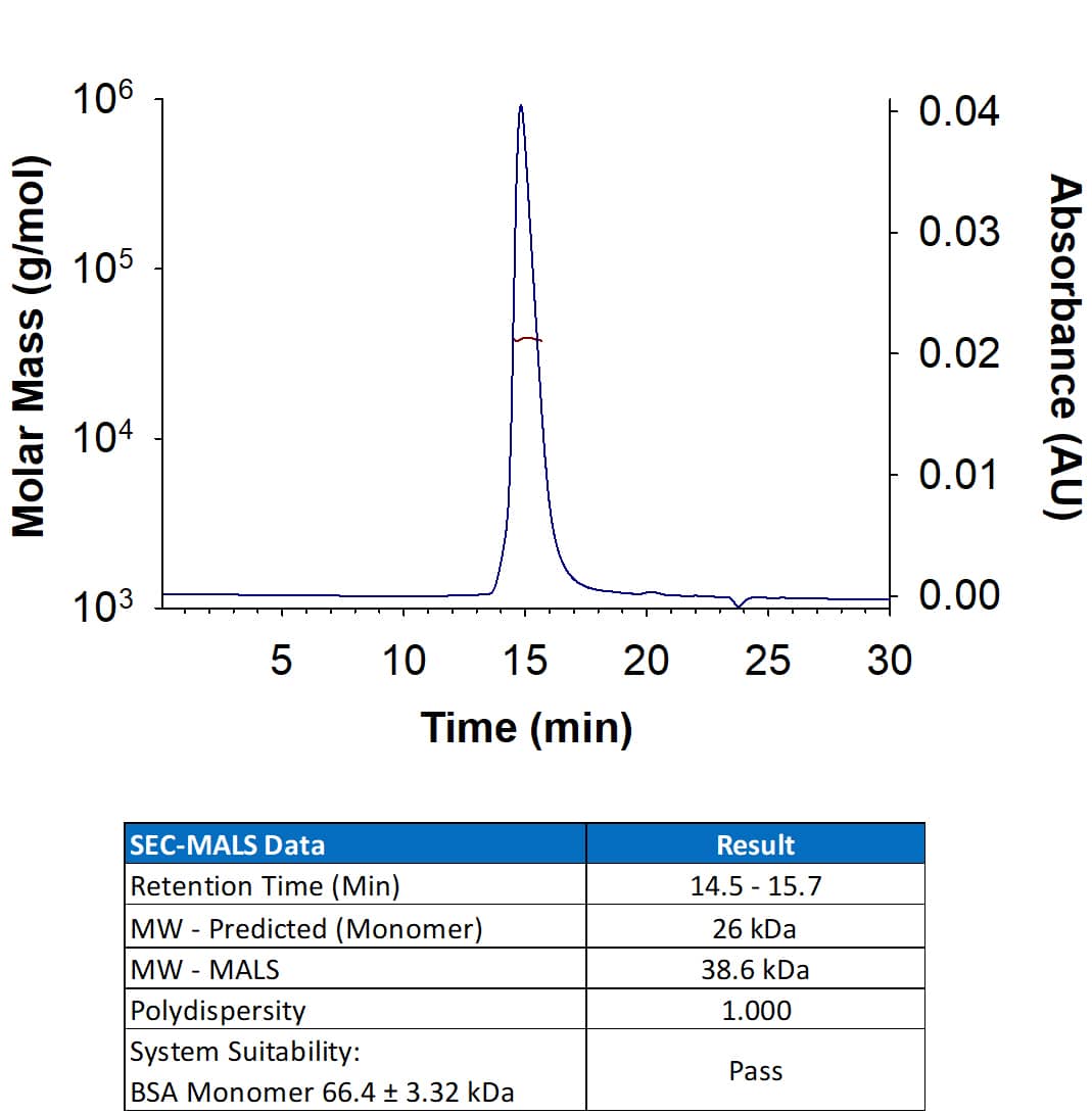 Recombinant Human NRG1-beta 1/HRG1-beta 1 His-tag Protein (Catalog # 11422-NR) has a molecular weight (MW) of 38.6 kDa as analyzed by SEC-MALS, suggesting that this protein is a monomer. MW may differ from predicted MW due to post-translational modifications (PTMs) present (e.g. Glycosylation).