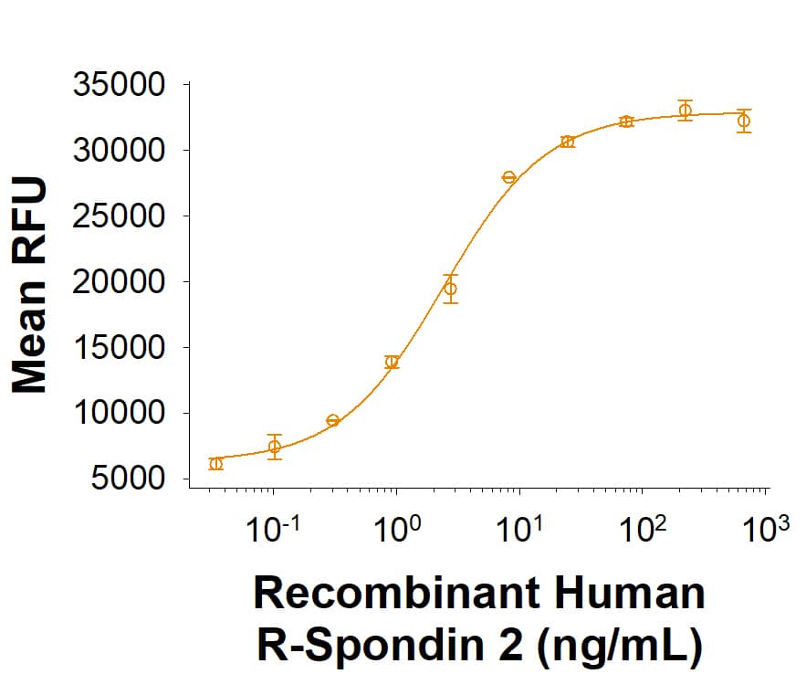 Recombinant Human R-Spondin 2 Fc Chimera Protein (Catalog # 11427-RS) activates TCF reporter activity in HEK293 human embryonic kidney cells in the presence of Recombinant Human Wnt-3a (5036-WN). The ED50 for this effect is 0.400‑4.80 ng/mL.