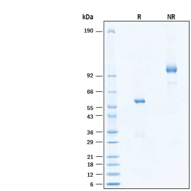 2 μg/lane of Recombinant Human R‑Spondin 2 Fc Chimera Protein (Catalog # 11427-RS) was resolved with SDS-PAGE under reducing (R) and non-reducing (NR) conditions and visualized by Coomassie® Blue staining, showing bands at 53-60 kDa and 110-120 kDa, respectively..