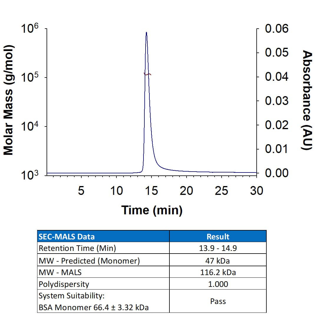 Recombinant Human R‑Spondin 2 Fc Chimera Protein (Catalog # 11427-RS) has a molecular weight (MW) of 116.2 kDa as analyzed by SEC-MALS, suggesting that this protein is a homodimer. MW may differ from predicted MW due to post-translational modifications (PTMs) present (e.g. Glycosylation).