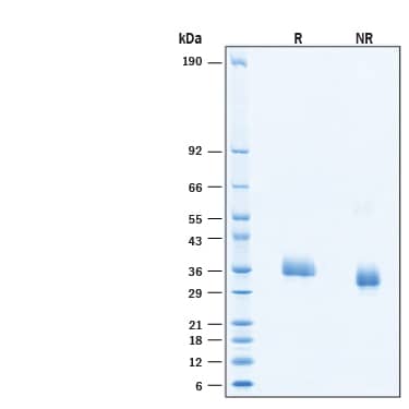 2 μg/lane of Recombinant SARS-CoV-2 EG.5.1 Spike RBD His-tag Protein (Catalog # 11442-CV) was resolved with SDS-PAGE under reducing (R) and non-reducing (NR) conditions and visualized by Coomassie® Blue staining, showing bands at 34‑38 kDa, under reducing conditions.
