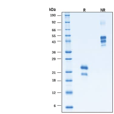 2 μg/lane of Recombinant Human VEGF (HEK293-expressed) Protein (Catalog # 11458-VE) was resolved with SDS-PAGE under reducing (R) and non-reducing (NR) conditions and visualized by Coomassie® Blue staining, showing bands at 19-25 kDa, under reducing conditions.