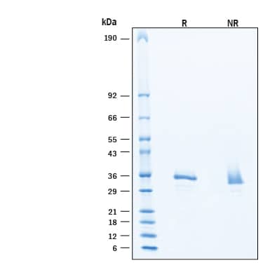 2 μg/lane of Recombinant Human PDGF-AB (single chain) Protein (Catalog # 11471-AB) was resolved with SDS-PAGE under reducing (R) and non-reducing (NR) conditions and visualized by Coomassie® Blue staining, showing bands at 28-37 kDa, under reducing conditions.