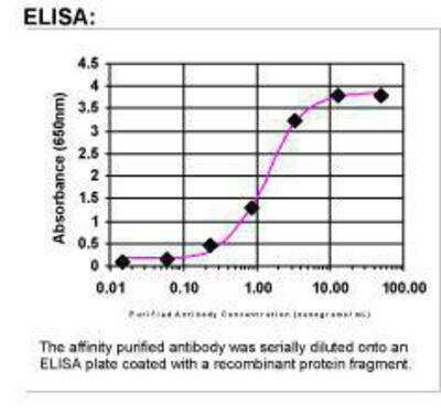ELISA: NAD Synthetase Antibody [25420002]