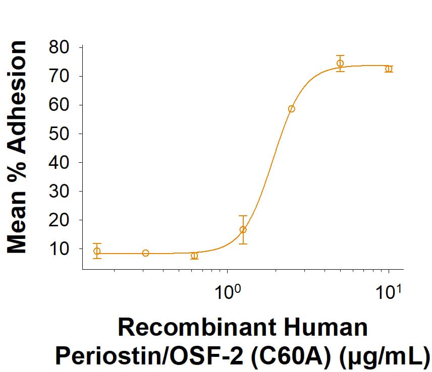 Recombinant Human Periostin/OSF‑2 (C60A) His-tag Protein (Catalog # 11486-F2) supports the adhesion of ATDC5 mouse chondrogenic cells. The ED50 for this effect is 0.500‑6.00 μg/mL.