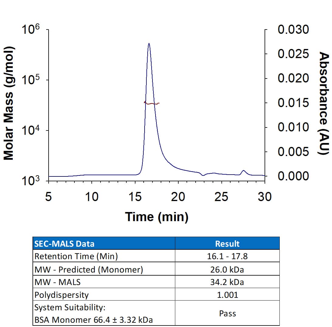 Recombinant Human Dkk‑1 (Catalog # 11495-DK) has a molecular weight (MW) of 34.2 kDa as analyzed by SEC-MALS, suggesting that this protein is a monomer. MW may differ from predicted MW due to post-translational modifications (PTMs) present (e.g. Glycosylation).