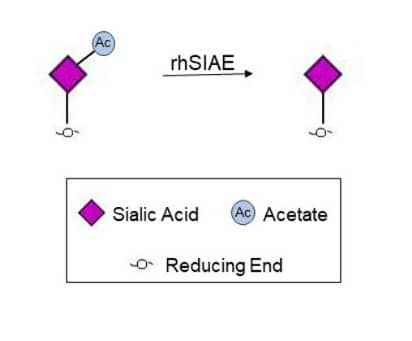 Enzyme Activity Saccharomyces Cerevisiae [Unconjugated]