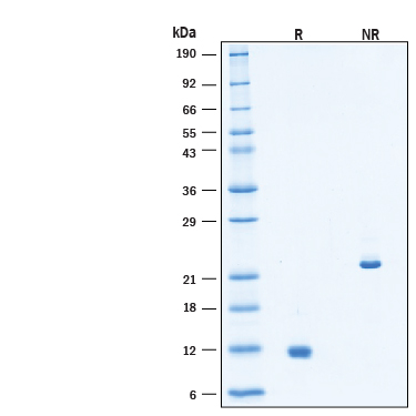 SDS-Page Activin B/Inhibin beta B [Unconjugated]