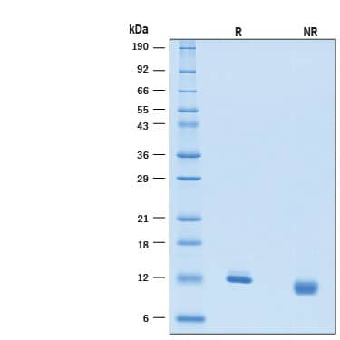 2 μg/lane of Recombinant Human Galectin-1 Protein (Catalog # 1152-GA/CF) was resolved with SDS-PAGE under reducing (R) and non-reducing (NR) conditions and visualized by Coomassie® Blue staining, showing bands at 11-14 kDa.