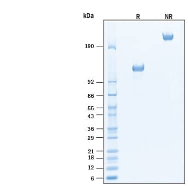 2 μg/lane of Recombinant Rat EGFR mFc Chimera Protein (Catalog # 11522-ER) was resolved with SDS-PAGE under reducing (R) and non-reducing (NR) conditions and visualized by Coomassie® Blue staining, showing bands at 110 - 130 kDa and 220-260 kDa, respectively.