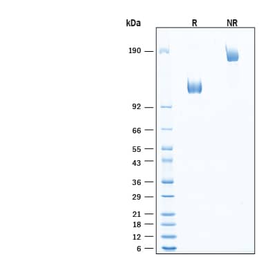 2 μg/lane of Recombinant Human PSMA/FOLH1/NAALADase I Fc Chimera Protein (Catalog # 11535-ZN) was resolved with SDS-PAGE under reducing (R) and non-reducing (NR) conditions and visualized by Coomassie® Blue staining, showing bands at 114-126 kDa, under reducing conditions.