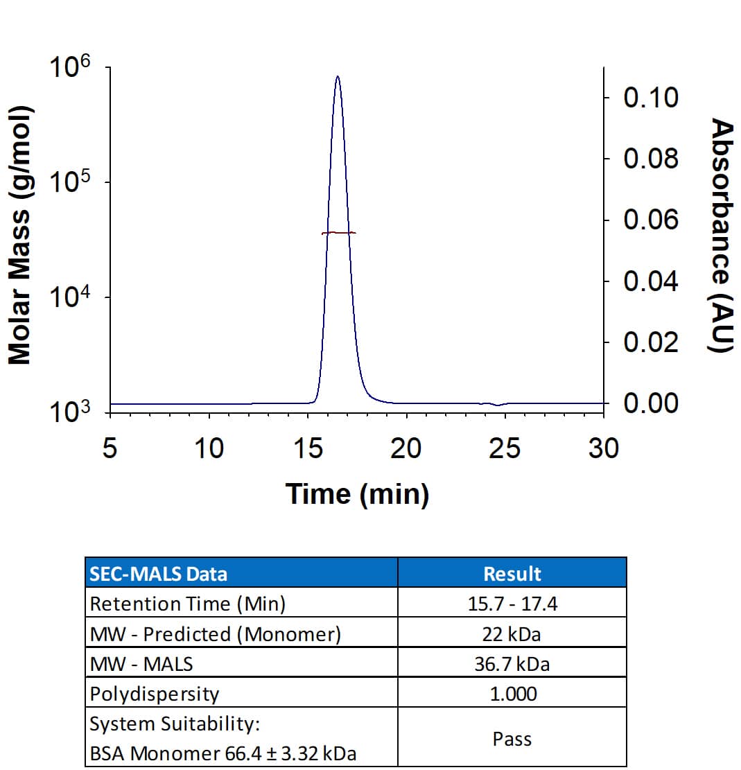 Recombinant Human Fc epsilon  RI alpha  His-tag Protein (Catalog # 11536-FC) has a molecular weight (MW) of 36.7 kDa as analyzed by SEC-MALS, suggesting that this protein is a monomer. MW may differ from predicted MW due to post-translational modifications (PTMs) present (e.g. Glycosylation).