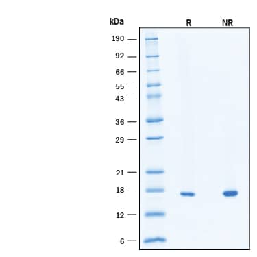 2 μg/lane of Recombinant Human KGF/FGF‑7 Protein (Catalog # 11537-KG) was resolved with SDS-PAGE under reducing (R) and non-reducing (NR) conditions and visualized by Coomassie® Blue staining, showing bands at 15-18 kDa, under reducing conditions.