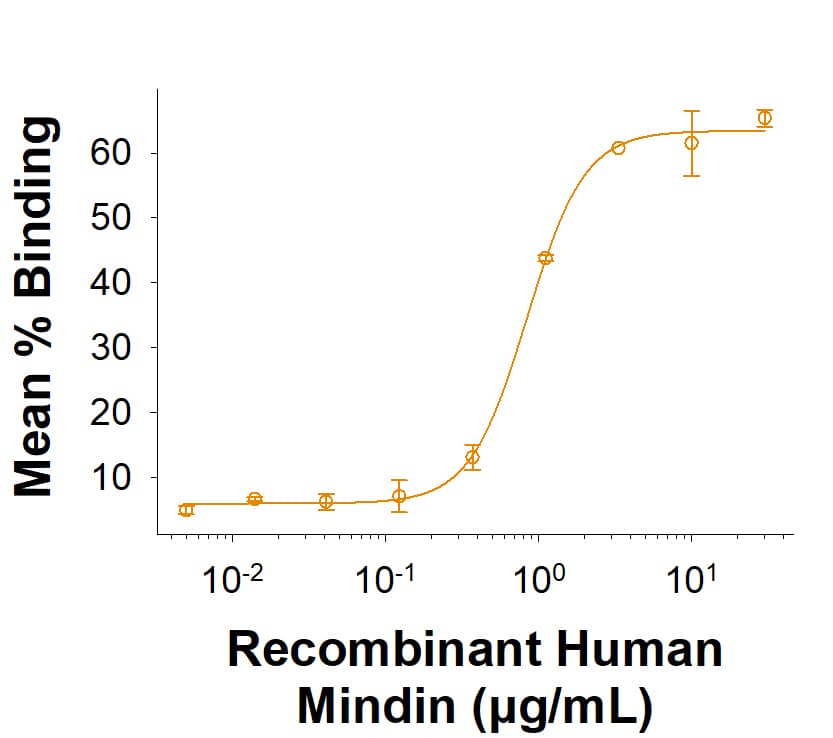 Recombinant Human Mindin His-tag Protein (Catalog # 11539-SP) binds to fluorescein-conjugated E. coli  Bioparticles. The ED50 for this effect is 0.200‑2.40 μg/mL.