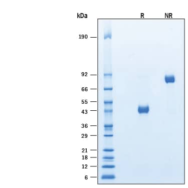 2 μg/lane of Recombinant Human TSPAN8-LEL Fc Chimera Protein (Catalog # 11550-TS) was resolved with SDS-PAGE under reducing (R) and non-reducing (NR) conditions and visualized by Coomassie® Blue staining, showing bands at 40-50 kDa and 80-100 kDa, respectively.