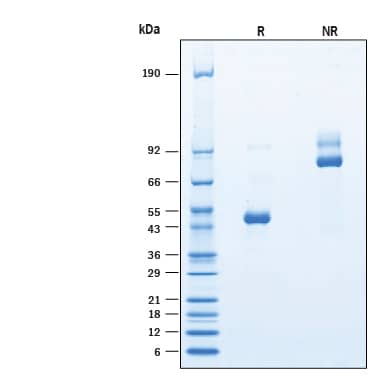 SDS-PAGE tetraspanin 14 [Unconjugated]