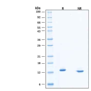 2 μg/lane of Recombinant Human NT‑3 Protein (Catalog # 11563-N3) was resolved with SDS-PAGE under reducing (R) and non-reducing (NR) conditions and visualized by Coomassie® Blue staining, showing bands at 12-15 kDa, under reducing conditions.