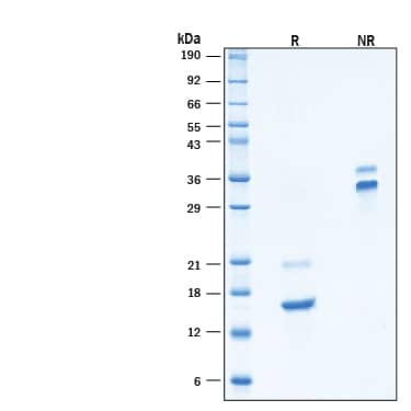 2 μg/lane of Recombinant Human PDGF‑AA (CHO-expressed) Protein (Catalog # 11564-PA) was resolved with SDS-PAGE under reducing (R) and non-reducing (NR) conditions and visualized by Coomassie® Blue staining, showing bands at 15-17 kDa & 20-22 kDa under reducing conditions.  