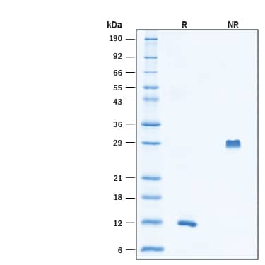 2 μg/lane of Recombinant Human PDGF‑BB (CHO-expressed) Protein (Catalog # 11565-PB) was resolved with SDS-PAGE under reducing (R) and non-reducing (NR) conditions and visualized by Coomassie® Blue staining, showing bands at 11- 13 kDa under reducing conditions.