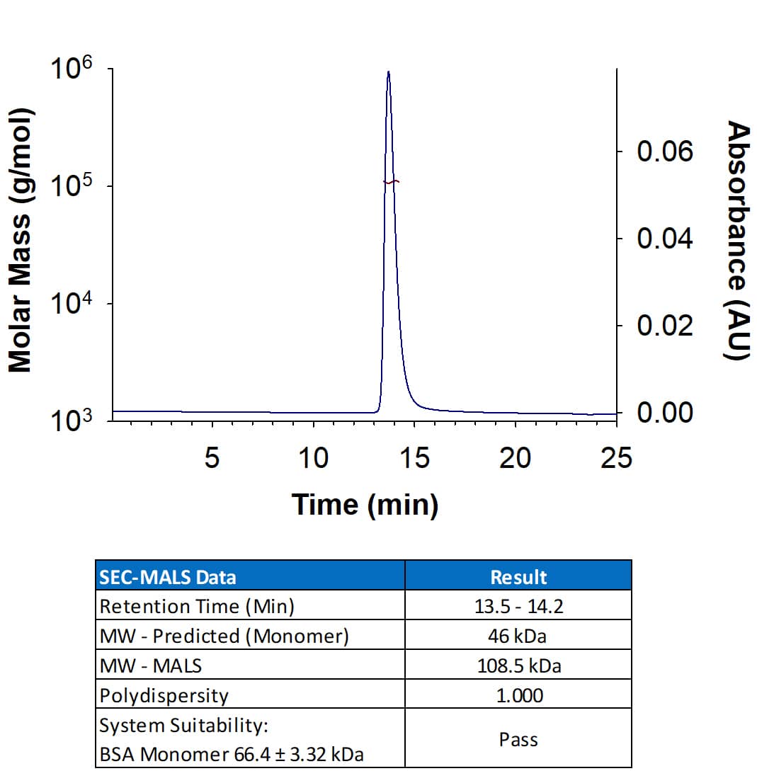Recombinant Mouse R‑Spondin 2 Fc Chimera Protein (Catalog # 11567-RS) has a molecular weight (MW) of 108.5 kDa as analyzed by SEC-MALS, suggesting that this protein is a homodimer. MW may differ from predicted MW due to post-translational modifications (PTMs) present (e.g. Glycosylation).