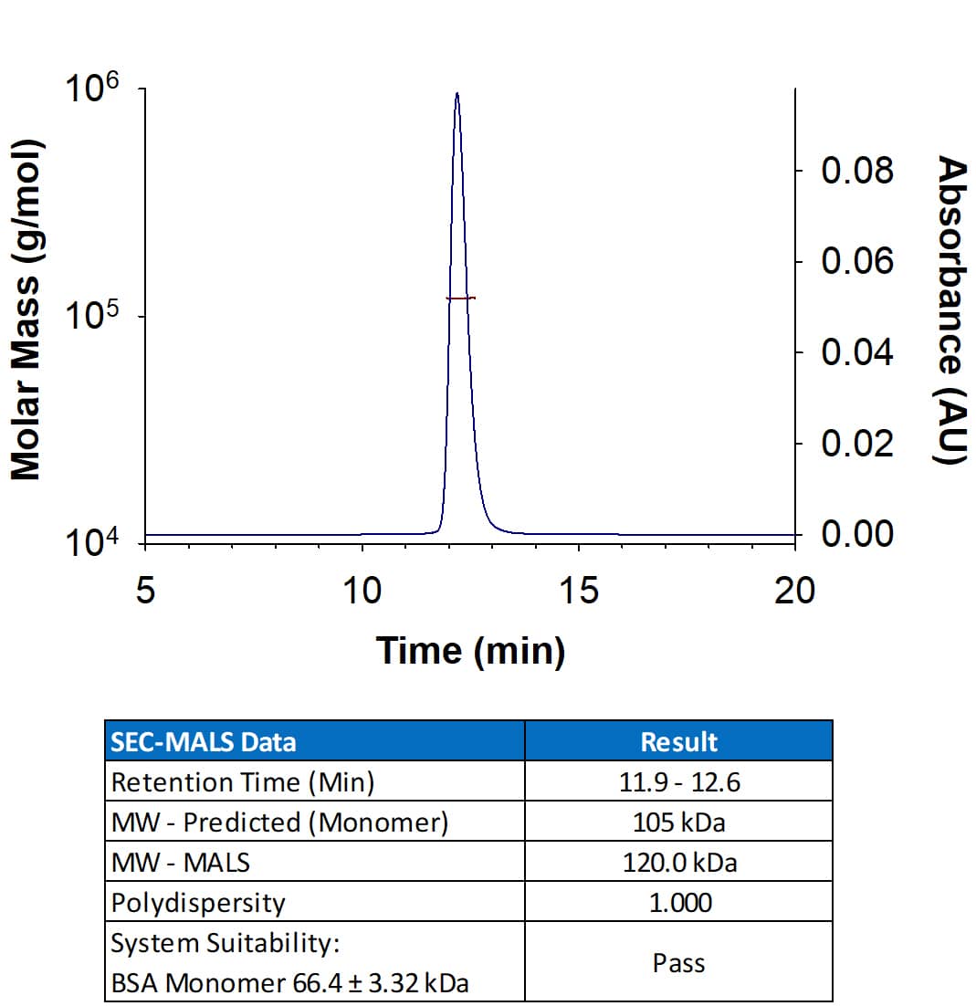 Recombinant Mouse Agrin His-tag (Catalog # 11573-AG) has a molecular weight (MW) of 120.0 kDa as analyzed by SEC-MALS, suggesting that this protein is a monomer. MW may differ from predicted MW due to post-translational modifications (PTMs) present (e.g. Glycosylation).