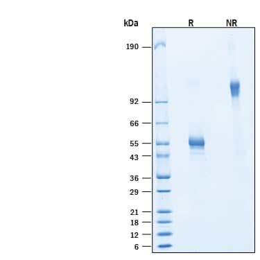 2 μg/lane of Recombinant Human CD160 Fc Chimera Protein (Catalog # 11575-CD) was resolved with SDS-PAGE under reducing (R) and non-reducing (NR) conditions and visualized by Coomassie® Blue staining, showing bands at SDS-PAGE 39-59 kDa and 80-120 kDa, respectively.