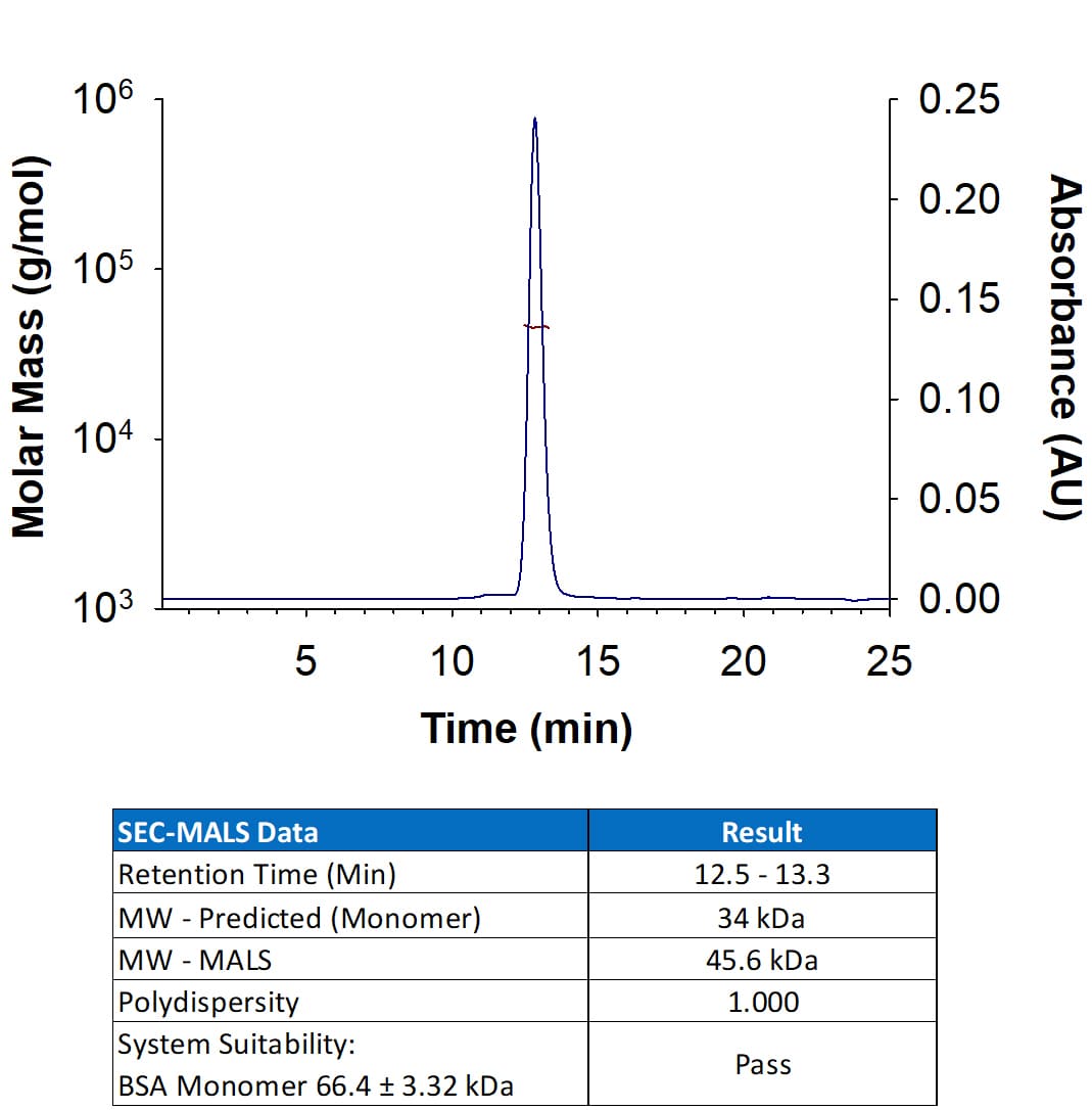 Recombinant Human C1qR1/CD93 His-tag Protein (Catalog # 11587-CD) has a molecular weight (MW) of 45.6 kDa as analyzed by SEC-MALS, suggesting that this protein is a monomer. MW may differ from predicted MW due to post-translational modifications (PTMs) present (e.g. Glycosylation).