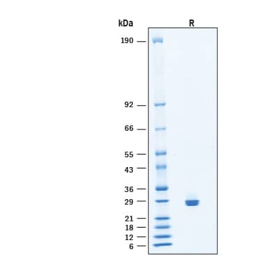 2 μg/lane of Recombinant Human Collagen IV alpha 1 His-tag Protein (Catalog # 11597-CL) was resolved with SDS-PAGE under reducing (R) condition and visualized by Coomassie® Blue staining, showing bands at 22‑33 kDa.