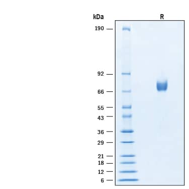 2 μg/lane of Recombinant Human NRG1-beta 1/HRG1-beta 1 Fc Chimera Protein (Catalog # 11610-NR) was resolved with SDS-PAGE under reducing (R) condition and visualized by Coomassie® Blue staining, showing bands at 66‑73 kDa.