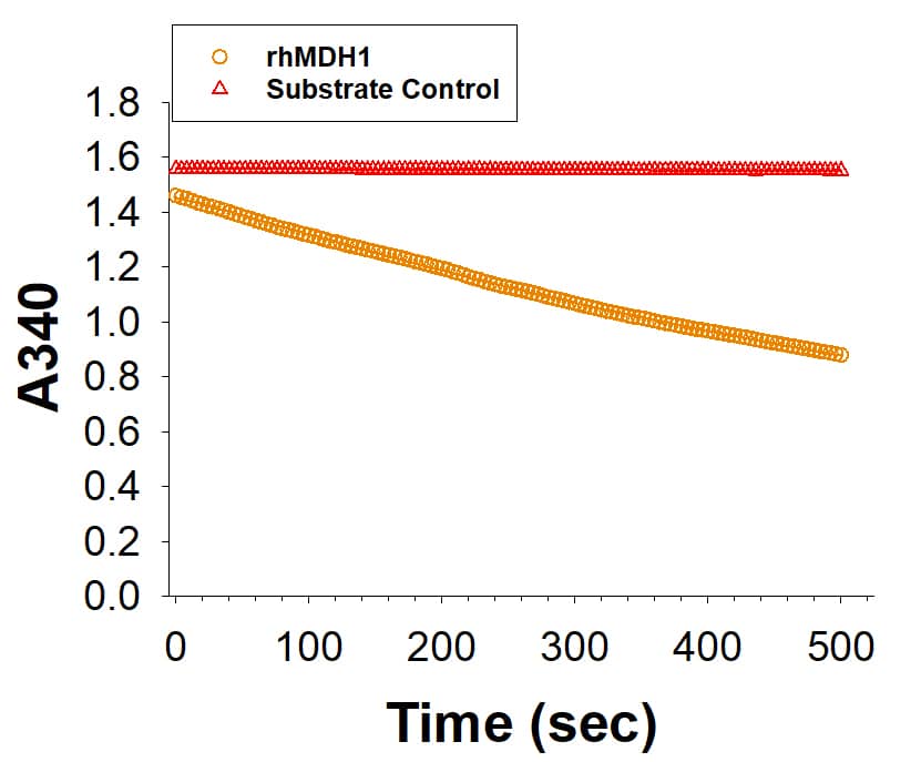 Recombinant Human MDH1 His-tag (Catalog # 11632-MH) is measured by its ability to produce malate from oxaloacetate.