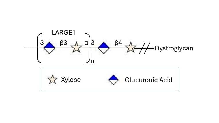 Recombinant Human LARGE1 His-tag (Catalog # 11634-LG) is responsible for addition of alternating of xylose and glucuronic acid repeating units to form polysaccharide matriglycan.