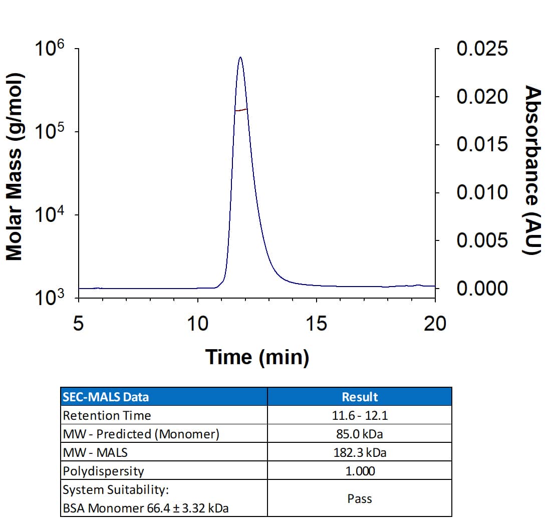 Recombinant Human LARGE/N-His Protein (Catalog # 11634-LG-Develeopment) has a molecular weight (MW) of 182.3 kDa as analyzed by SEC-MALS, suggesting that this protein is a dimer. MW may differ from predicted MW due to post-translational modifications (PTMs) present (i.e. Glycosylation).