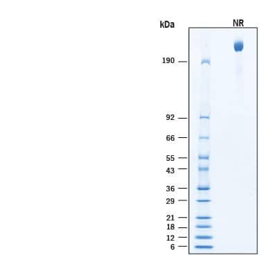 2 μg/lane of Recombinant Human Integrin alpha V beta 6 Fc Chimera Protein (Catalog # 11649-AV) was resolved with SDS-PAGE under non-reducing (NR) condition and visualized by Coomassie® Blue staining, showing bands at >190 kDa.