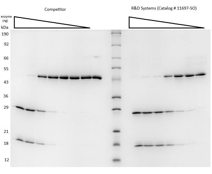 Recombinant Yeast SUMO Protease ULP1 His-tag Protein (Catalog # 11697-SO) from R&D Systems and a competitor product are able to cleave Recombinant SUMO-GFP Protease Substrate (~47 kDa, 11698-SO) per insert assay conditions. Cleavage is detected with SDS-PAGE under reducing (R) conditions and visualized by Coomassie® Blue staining. The enzyme from R&D Systems offers a better value than the competition.