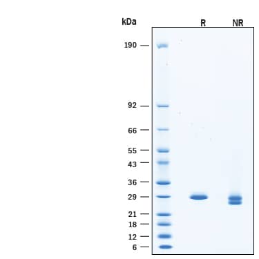 2 μg/lane of Recombinant Yeast SUMO Protease ULP1 His-tag Protein (Catalog # 11697-SO) was resolved with SDS-PAGE under reducing (R) and non-reducing (NR) conditions and visualized by Coomassie® Blue staining, showing bands at 27-33 kDa, under reducing conditions.