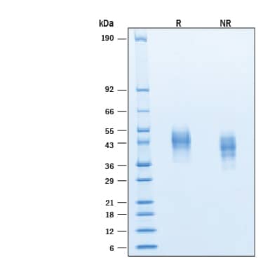 2 μg/lane of Recombinant Human Fc gamma RIIIB/CD16b/SH His-tag Protein (Catalog # 11709-FC) was resolved with SDS-PAGE under reducing (R) and non-reducing (NR) conditions and visualized by Coomassie® Blue staining, showing bands at 36‑54 kDa, under reducing conditions.