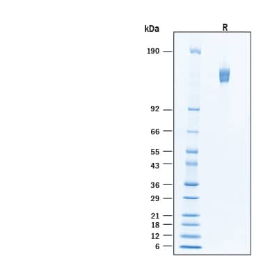 2 μg/lane of Recombinant Human Integrin alpha 4 beta 1 Fc Chimera Protein (Catalog # 11719-A4) was resolved with SDS-PAGE under reducing (R) condition and visualized by Coomassie® Blue staining, showing bands at 128-155 kDa.