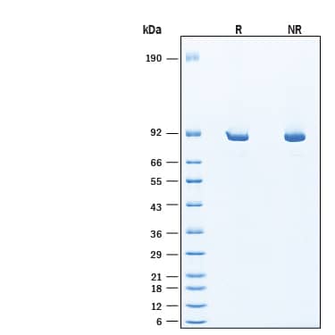 SDS-PAGE BTK [Unconjugated]