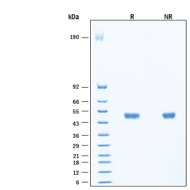 2 μg/lane of Recombinant Human Gastric Lipase/LIPF HA-tag His-tag (Catalog # 11772-GL) was resolved with SDS-PAGE under reducing (R) and non-reducing (NR) conditions and visualized by Coomassie® Blue staining, showing bands 49-54 kDa, under reducing conditions.