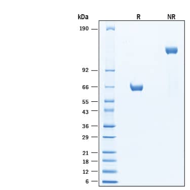 SDS-PAGE B4GALNT1 [Unconjugated]
