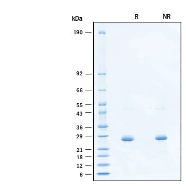 2 μg/lane of Recombinant Cyno/Rhesus APRIL/TNFSF13 HA Tag Protein (Catalog # 11778-AP) was resolved with SDS-PAGE under reducing (R) and non-reducing (NR) conditions and visualized by Coomassie® Blue staining, showing bands at 24-28 kDa, under reducing conditions.