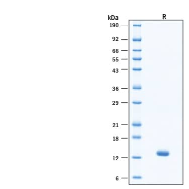 2 μg/lane of Recombinant Human Activin E Protein (Catalog # 11779-AE) was resolved with SDS-PAGE under reducing (R) condition and visualized by Coomassie® Blue staining, showing bands at 12-15 kDa.