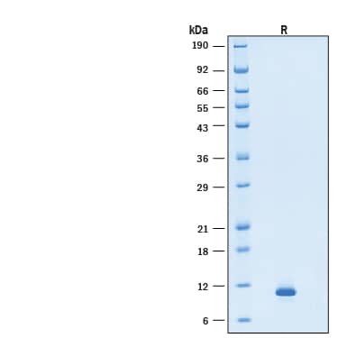SDS-Page HB-EGF [Unconjugated]