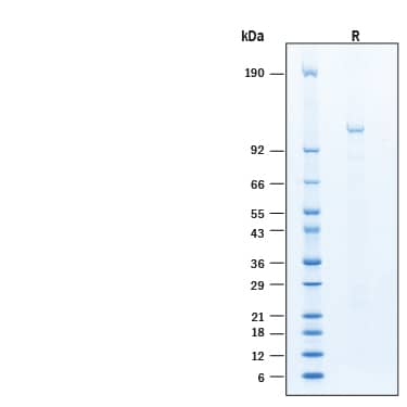 2 μg/lane of Recombinant Human MDM2/HDM2 GST-tag Protein (Catalog # 11802-DM) was resolved with SDS-PAGE under reducing (R) condition and visualized by Coomassie® Blue staining, showing bands at 105-120 kDa.