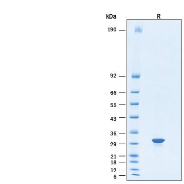 2 μg/lane of Recombinant Human HMGB1/HMG‑1 His-tag Protein (Catalog # 11803-HM) was resolved with SDS-PAGE under reducing (R) condition and visualized by Coomassie® Blue staining, showing bands at 28-32 kDa.