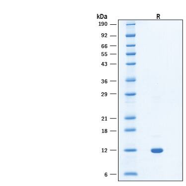 2 μg/lane of Recombinant Human S100A15 Protein (Catalog # 11804-SA) was resolved with SDS-PAGE under reducing (R) condition and visualized by Coomassie® Blue staining, showing bands at 11-13 kDa.