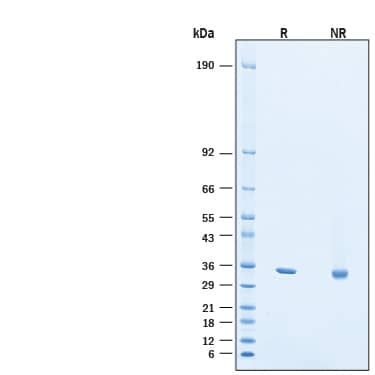 SDS-Page PCNA [Unconjugated]
